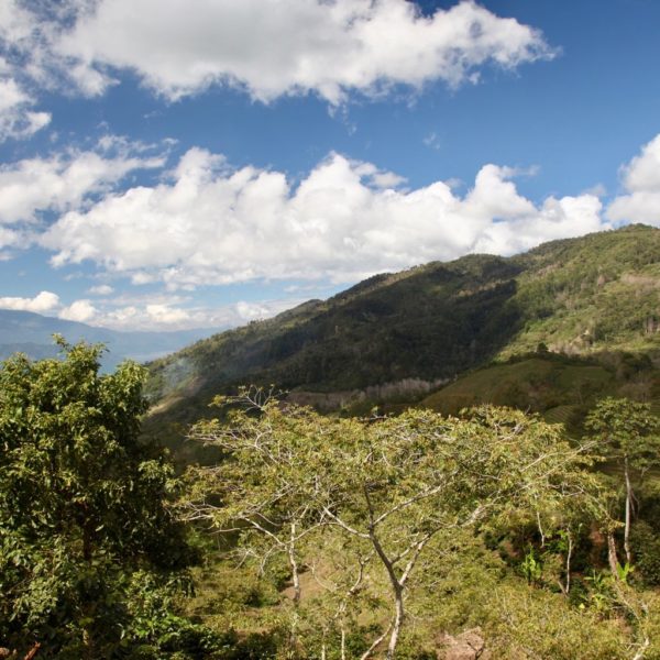 Honduras Finca Cerro Azul