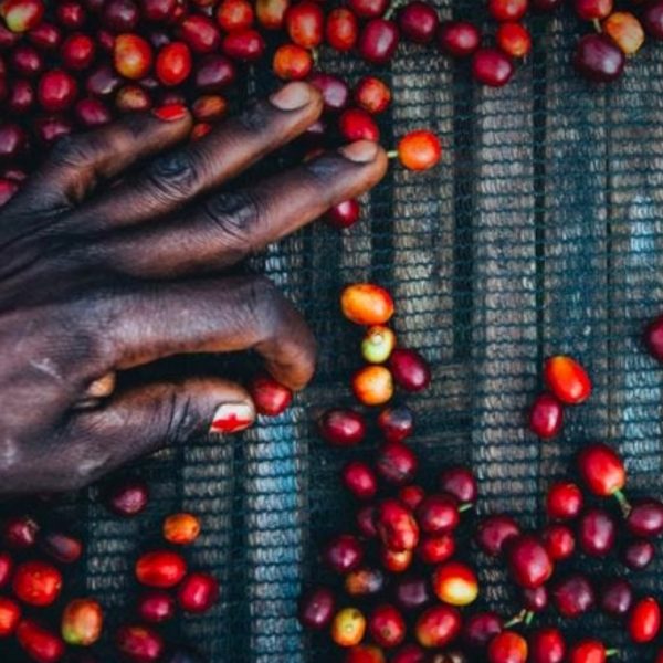 Cafea Etiopia Uraga